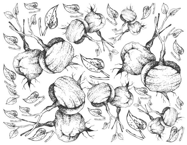 Hand Drawn of Fresh Jicama on White Background Root and Tuberous Vegetables, Illustration Hand Drawn Sketch of Fresh Jicama, Mexican Yam Bean, Mexican Turnip or Pachyrhizus Erosus Isolated on White Background. pachyrhizus erosus stock illustrations