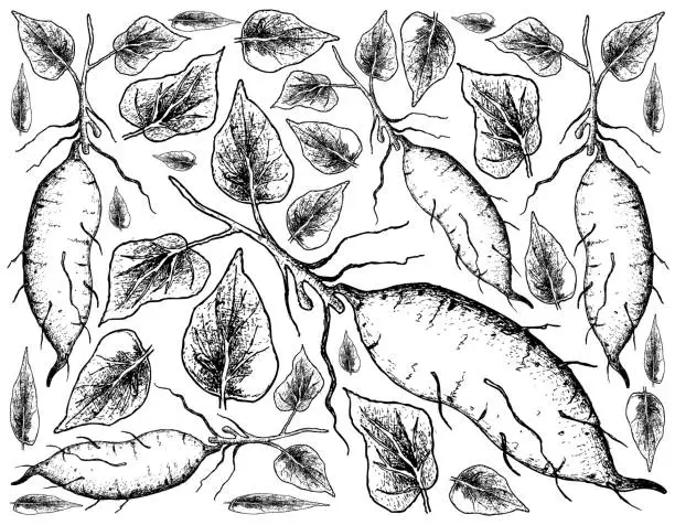 Vector illustration of Hand Drawn of Sweet Potato on White Background