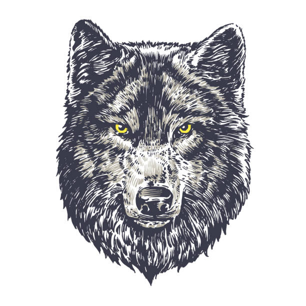 wolf auf weißem hintergrund dunkel - wolf stock-grafiken, -clipart, -cartoons und -symbole