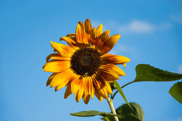 Yellow flower on blue sky stock photo