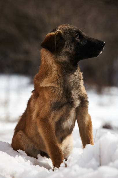 istock Winter cur dog portrait 904945094
