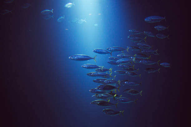 물고기의 수영 학교 - tuna sea underwater fish 뉴스 사진 이미지