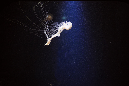 Jellyfish swimming in the sea, underwater.