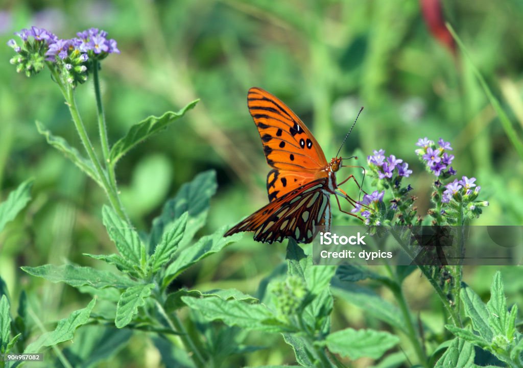 Butterfly A butterfly in Harris Neck NWR in Georgia Butterfly - Insect Stock Photo