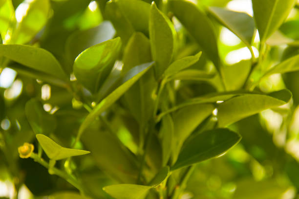 istock young leavs on calamondino 904957358