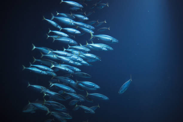 istock Fish in their natural habitat 904957438