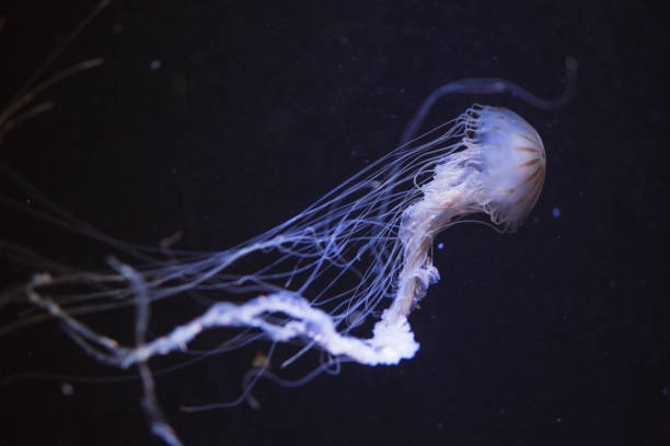 jellyfish - box jellyfish imagens e fotografias de stock