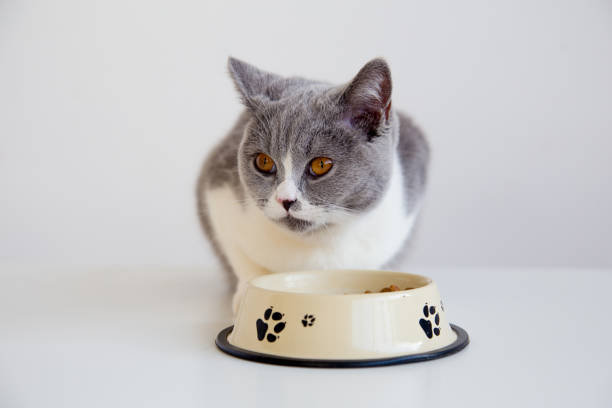 istock Cat eating his food 904961066