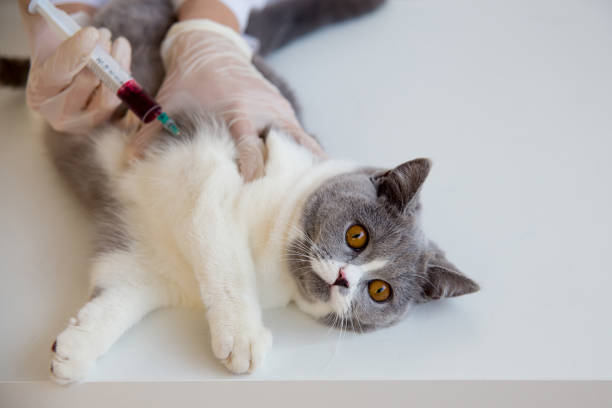 istock Cat in a vet clinic 904961476