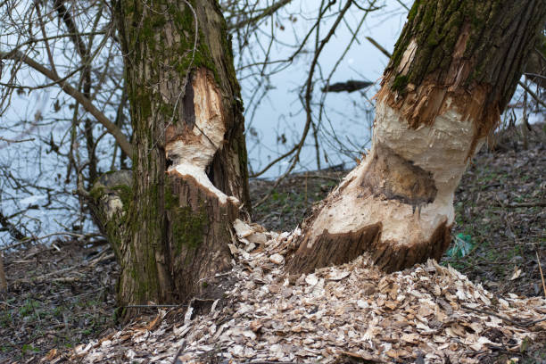 istock Work of a beaver, beaver cut 904961720