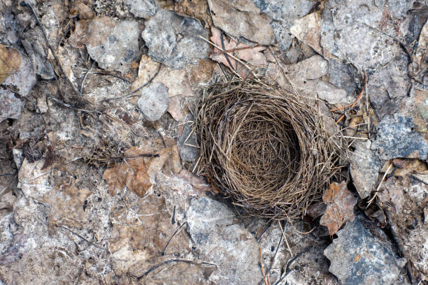 istock Lonely bird nest on the ground 904961798
