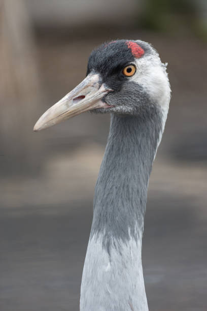 istock gray crane closeup portrait 904964426