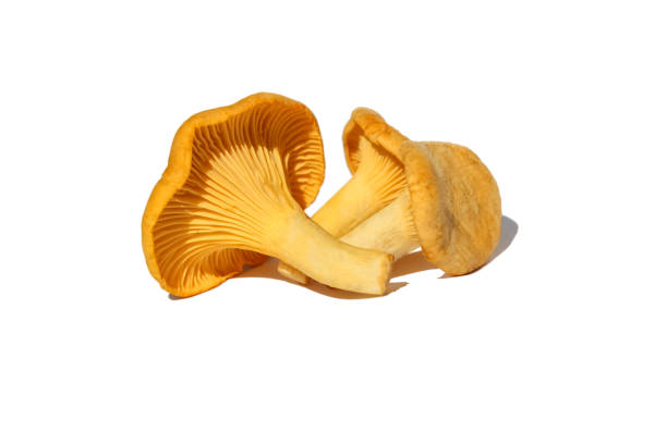 Chanterelle or girolle mushrooms (Cantharellus cibarius), isolated Chanterelle or girolle mushrooms (Cantharellus cibarius), isolated chanterelle edible mushroom gourmet uncultivated stock pictures, royalty-free photos & images