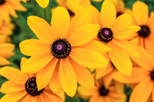 susan eyed negro, flores de rudbeckia - golden daisy fotografías e imágenes de stock