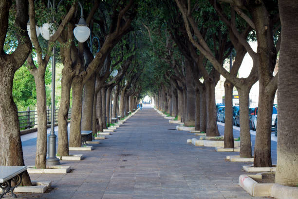 istock Horizontal View of a Tree-lined Avenue Alongside The Ionian Sea 904965164