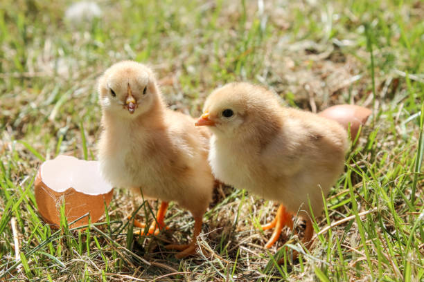 dwa nowo narodzone kurczaki na zielonej trawie - baby chicken eggs young bird easter zdjęcia i obrazy z banku zdjęć