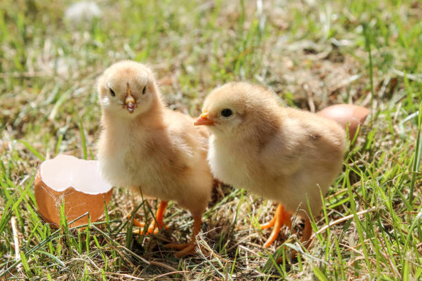 два новорожденных цыплята на зеленой траве - baby chicken eggs young bird easter стоковые фото и изображения