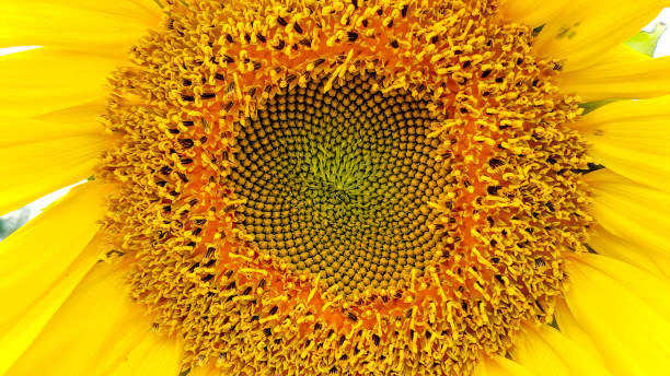 istock Antalya - Turkey. Sunflower field in Antalya, Turkey. 904968512