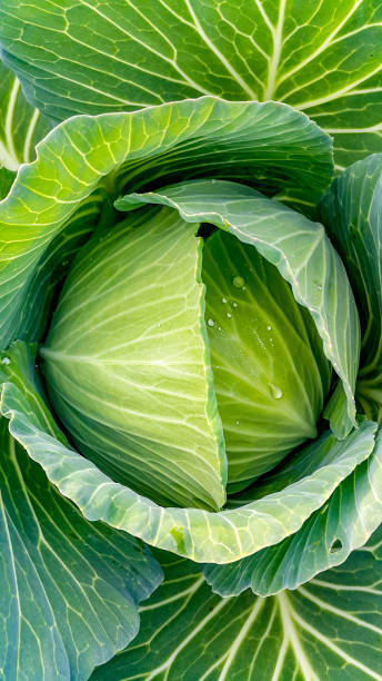 istock Antalya - Turkey. December 14, 2017. Cabbage field in Antalya - Turkey. 904971192