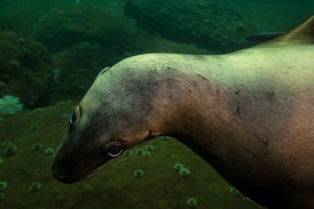 istock Scuba Diving with Sea Lions 904971410