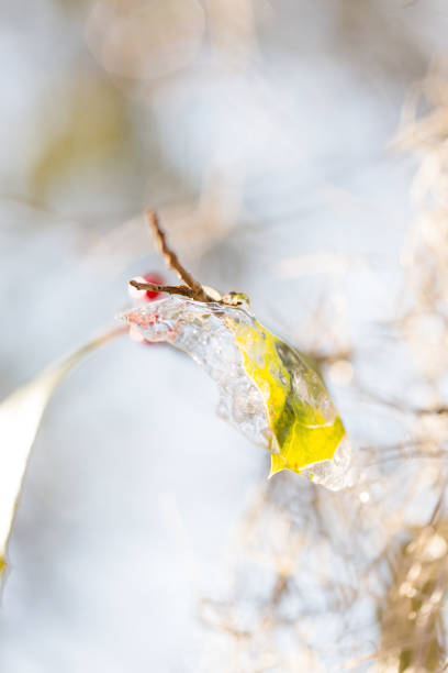 Frozen berries in Hilton Head, South Carolina the day after winter storm Grayson passed through the East coast of the USA.