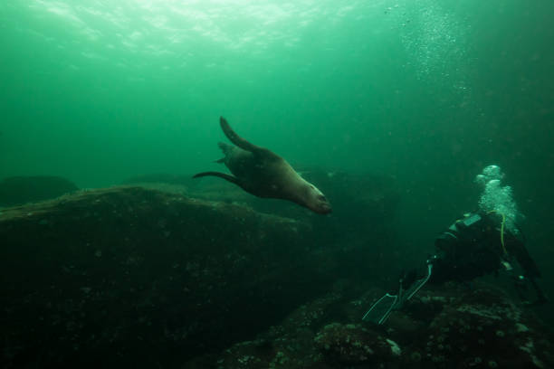 istock Scuba Diving with Sea Lions 904971520