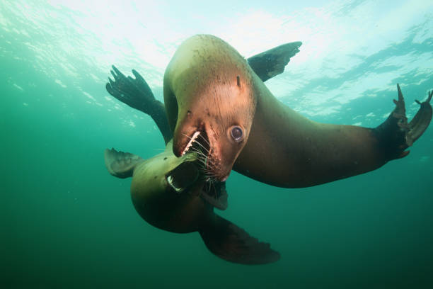 istock Scuba Diving with Sea Lions 904971682
