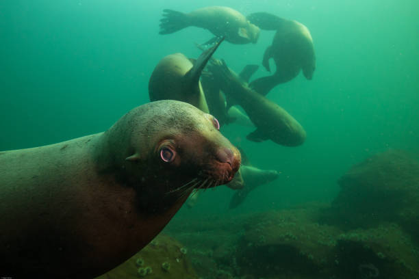 istock Scuba Diving with Sea Lions 904971870