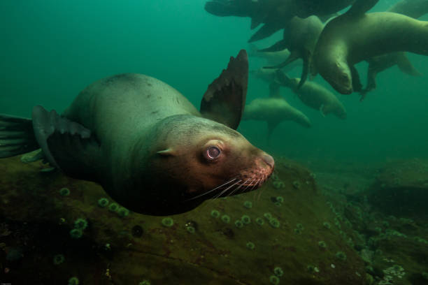 istock Scuba Diving with Sea Lions 904971886