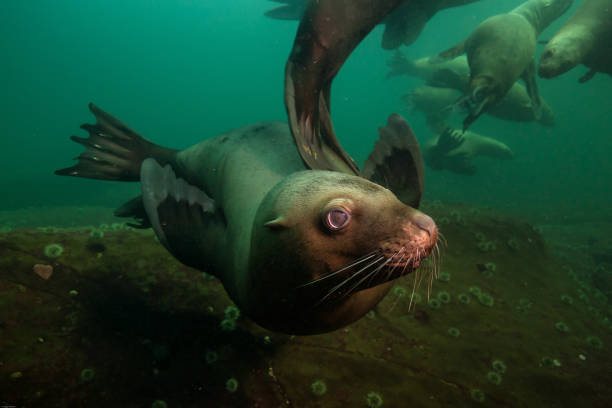 istock Scuba Diving with Sea Lions 904971892