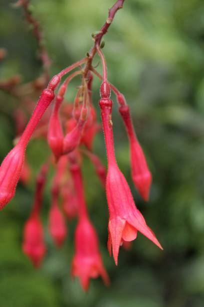 istock Fuchsia Triphylla plant in the garden 904971964