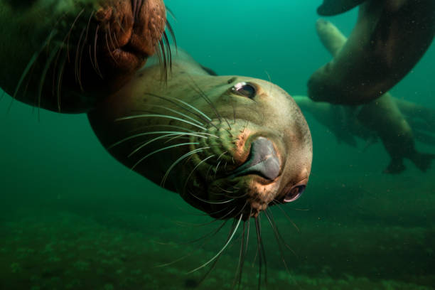 istock Scuba Diving with Sea Lions 904971996