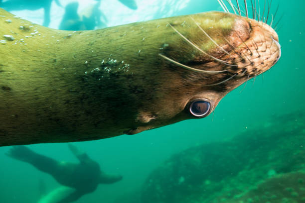 istock Scuba Diving with Sea Lions 904972100