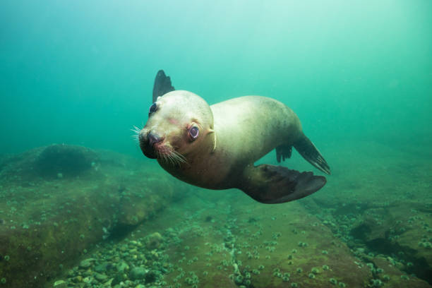 istock Scuba Diving with Sea Lions 904972214