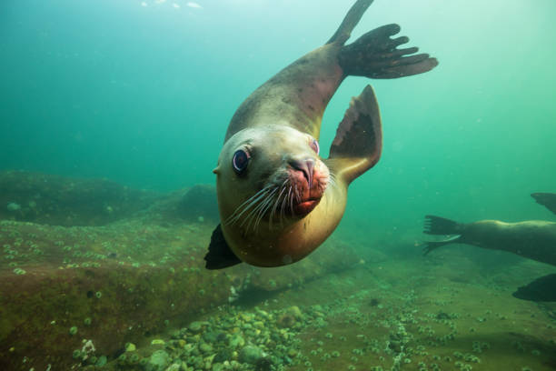 istock Scuba Diving with Sea Lions 904972374