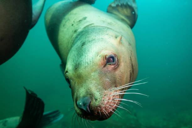 istock Scuba Diving with Sea Lions 904972518