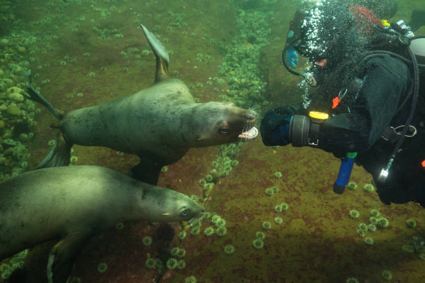 istock Scuba Diving with Sea Lions 904972532