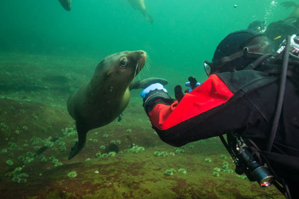 istock Scuba Diving with Sea Lions 904972556