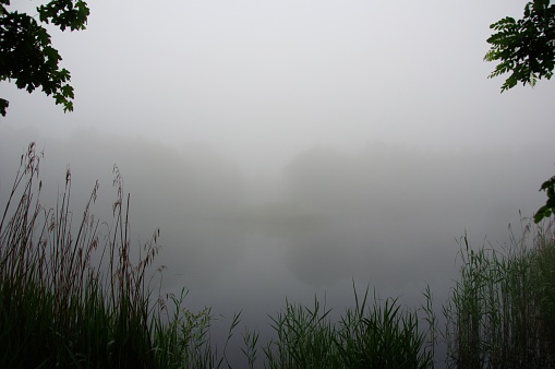 Misty lake with swimming duck in perspective