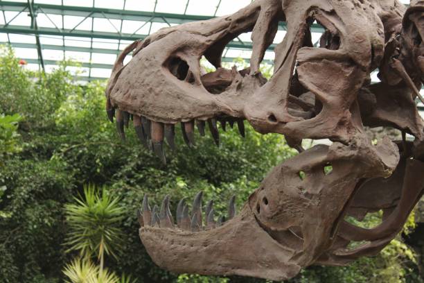 istock Dinosaur head replica in the garden 904975662