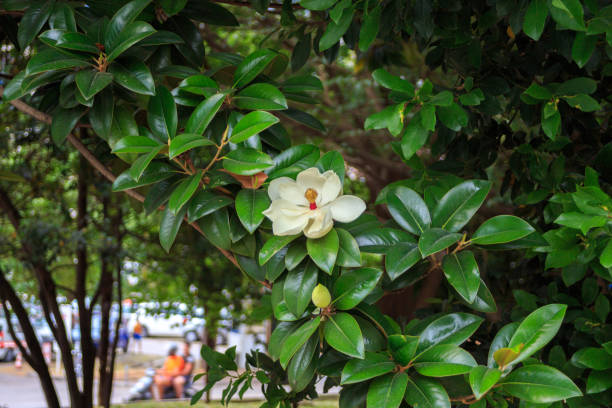istock the Magnolia tree. Beautiful white Magnolia flower on a tree 904976118