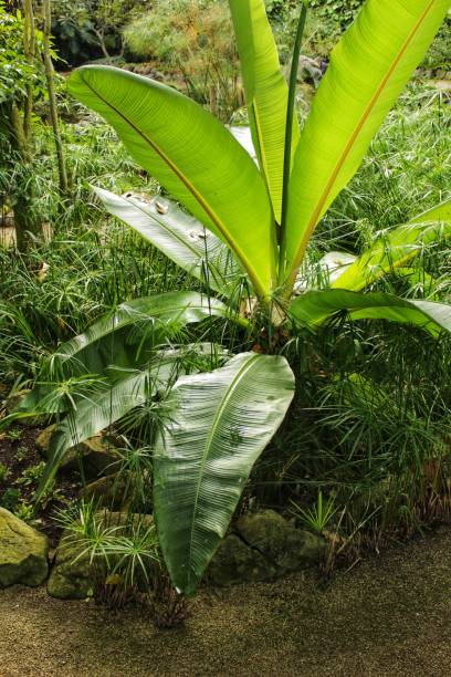 istock Musa cavendishii plant in the garden 904979020