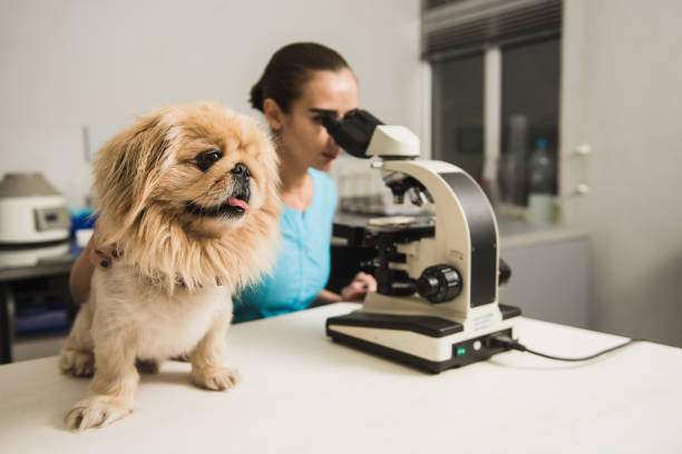 female vet with microscope - research small laboratory equipment imagens e fotografias de stock