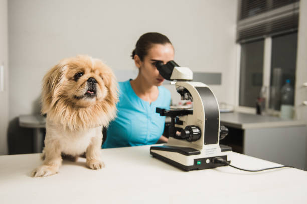 istock Female vet with dog and microscope 904979334