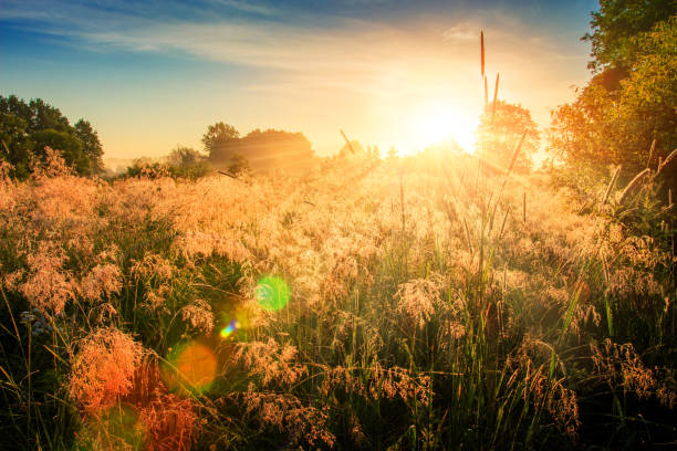 istock Bright spring sunrise on meadow. Spring nature background. Scenery morning with vivid sun on horizon. Sunny landscape of summer meadow. 904979456
