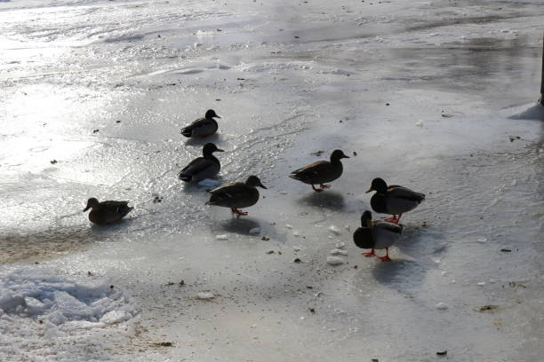 istock Mallard ducks that did not migrate sitting on ice in Canada. These ducks are accustom to humans feeding them and no longer migrate 904980602