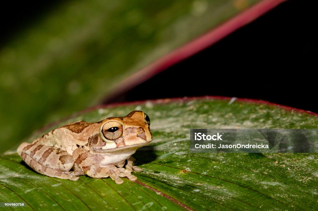 Tawny Tree Frog A close up of a Tawny Tree Frog in Costa Rica Agricultural Field Stock Photo