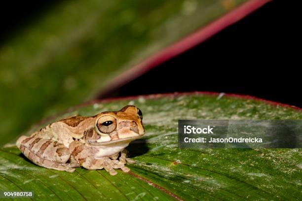 Tawny Tree Frog Stock Photo - Download Image Now - Agricultural Field, Amphibian, Animal