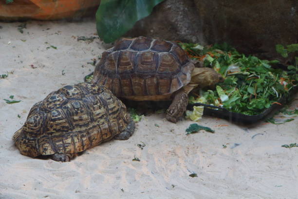 istock Leopard tortoise and African spurred tortoise in a terrarium 904990562
