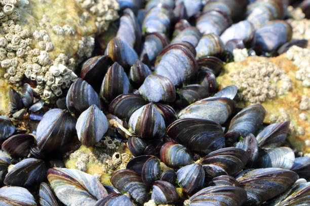 istock Wild mussels and barnacles on rocks 904991192